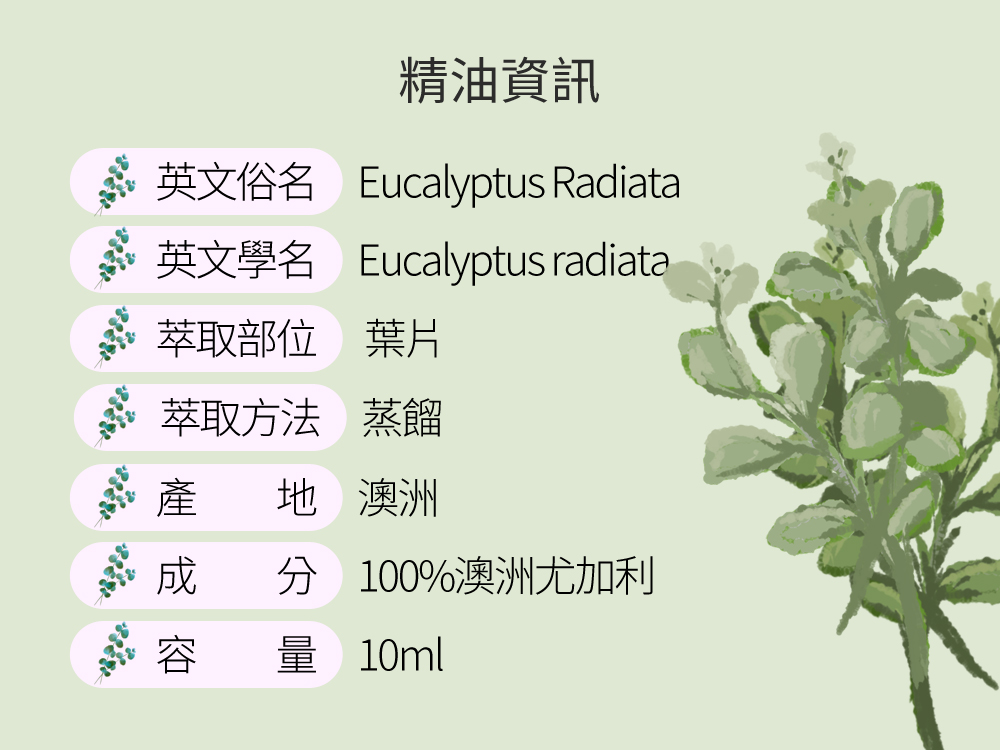 澳洲尤加利精油，產地澳洲