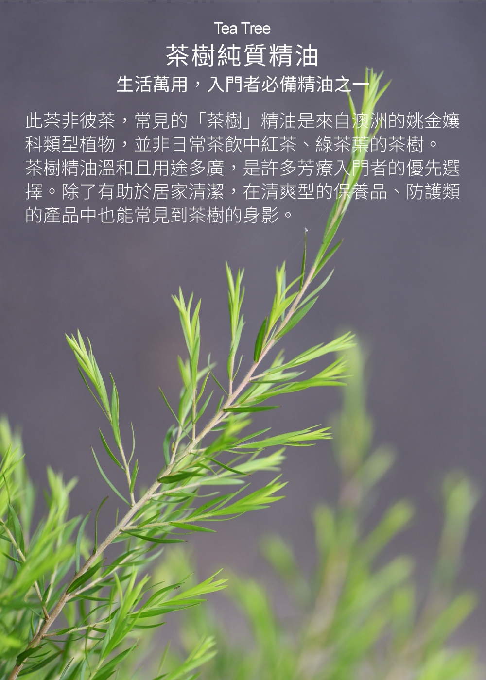 茶樹精油，生活萬用，入門者必備精油之一，此茶非彼茶，常見的「茶樹」精油是來自澳洲的姚金孃科類型植物，並非日常茶飲中紅茶、綠茶葉的茶樹。茶樹精油溫和且用途多廣，許多芳療入門者的優先選擇。除了有助於居家清潔，在清爽型的保養品、防護類的產品中也能常見到茶樹的身影。