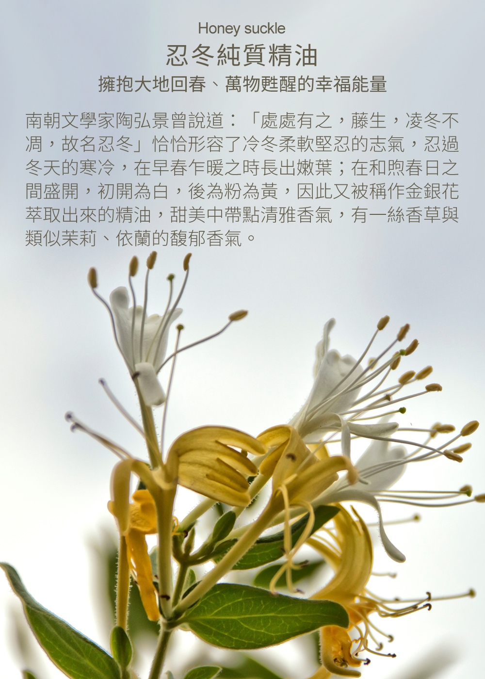 忍冬純質精油，擁抱大地回春、萬物甦醒的幸福能量，南朝文學家陶弘景曾說道：「處處有之，藤生，凌冬不凋，故名忍冬」恰恰形容了冷冬柔軟堅忍的志氣，忍過冬天的寒冷，在早春乍暖之時長出嫩葉；在和煦春日之間盛開，初開為白，後為粉為黃，因此又被稱作金銀花，萃取出來的精油，甜美中帶點清雅香氣，有一絲香草與類似茉莉、依蘭的馥郁香氣。