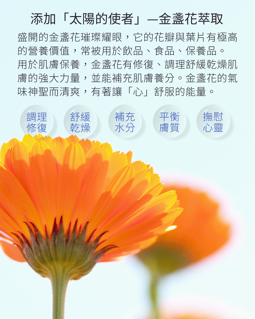 太陽的使者—金盞花，盛開的金盞花璀璨耀眼，有「太陽的使者」之稱，它的花瓣與葉片都擁有極高的營養價值，經常被用於製作飲品、保養品與食品，具有修復、調理、舒緩乾燥肌膚的強大力量，並能補充肌膚養分，對抗衰老，此外，金盞花擁有神聖的清爽氣味，古籍上也提到金盞花可以讓「心」舒服的魔力。