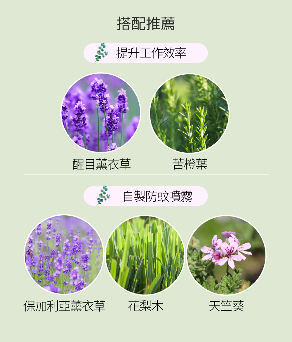 源自澳洲，相較其他品種，澳洲尤加利的氣味表現上較為溫和，聞起來清新微甜，當你覺得無精打采時，建議可使用水氧機或恆溫擴香器以嗅聞的方式來振奮身心，也能以馬克杯盛裝熱水，滴入一滴精油，以蒸氣的方式來舒緩鼻子的不適。此外，因為蚊蟲不喜歡尤加利的氣味，也可自製居家防護噴霧來使用喔！