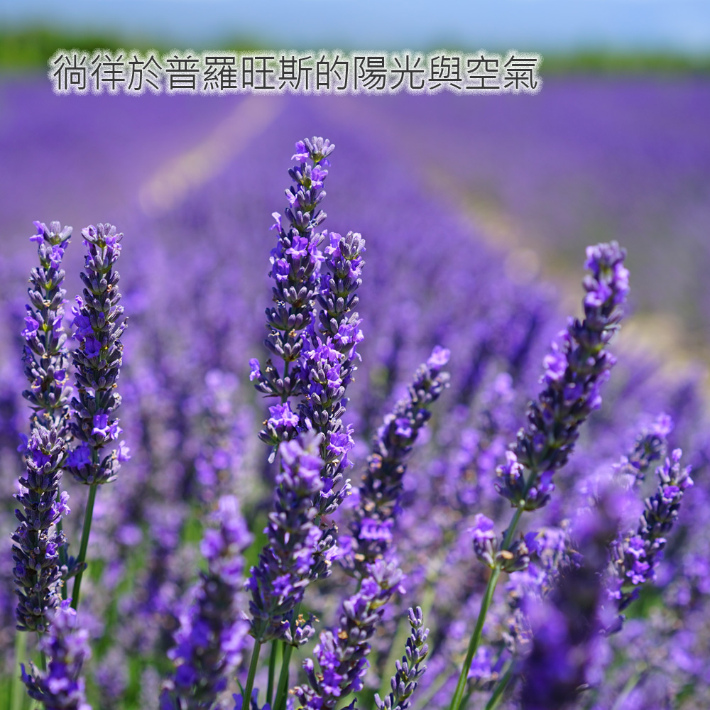 徜徉於普羅旺斯的陽光與空氣