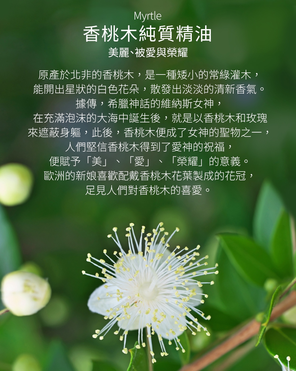 香桃木純質精油美麗、被愛與榮耀，原產於北非的香桃木，是一種矮小的常綠灌木，能開出星狀的白色花朵，散發出淡淡的清新香氣。據傳，希臘神話的維納斯女神在充滿泡沫的大海中誕生後，就是以香桃木和玫瑰和來遮蔽身軀，此後，香桃木便成了女神的聖物之一，人們堅信香桃木得到了愛神的祝福，便賦予「美」、「愛」、「榮耀」的意義，歐洲的新娘喜歡配戴香桃木花葉製成的花冠，而在奧林匹克運動會的優勝者會被戴上香桃木編成的頭環，足見人們對香桃木的喜愛。