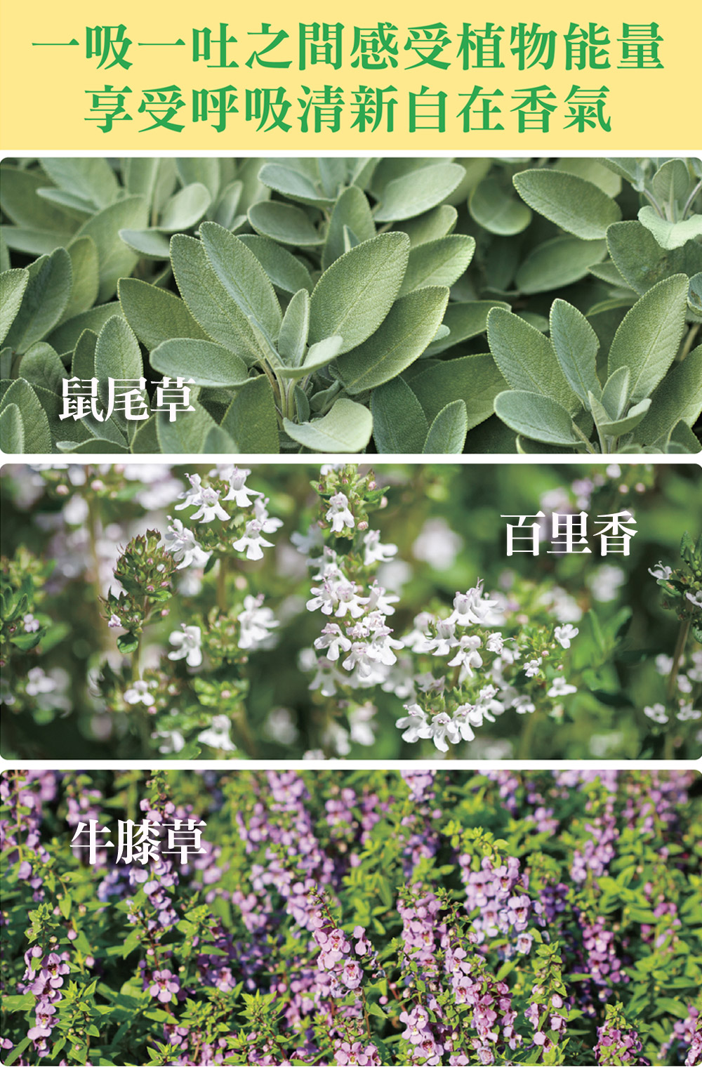 一吸一吐之間，從鼻到心，感受大自然的植物能量，享受呼吸的美好